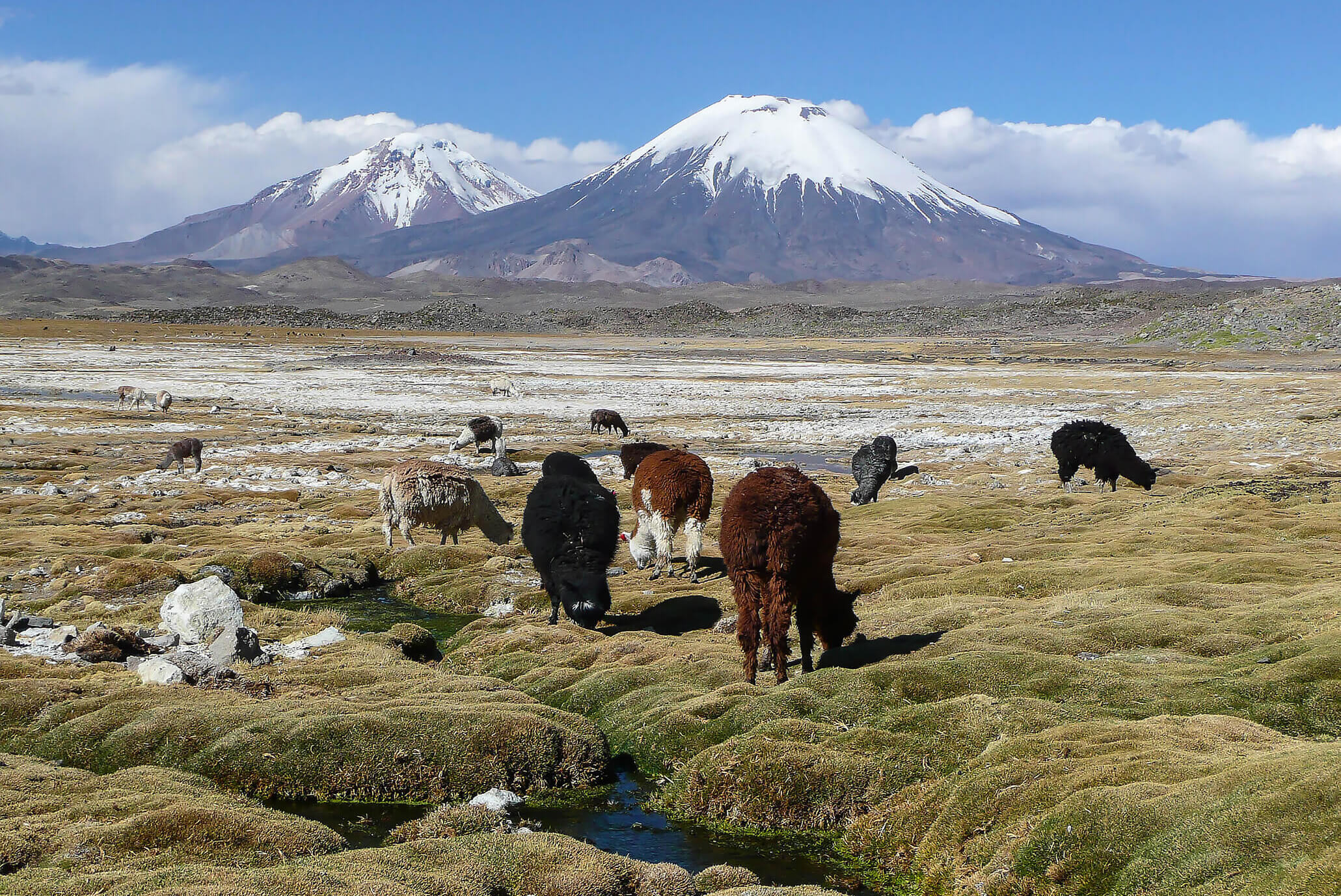 Alpacas y Lamas in the Chilean Andes